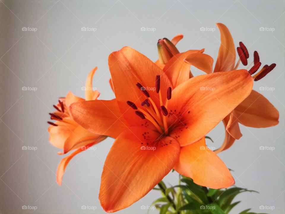 Bouquet of Beautiful Large Orange Lilies on a Light Background

Floral Wallpaper or Background