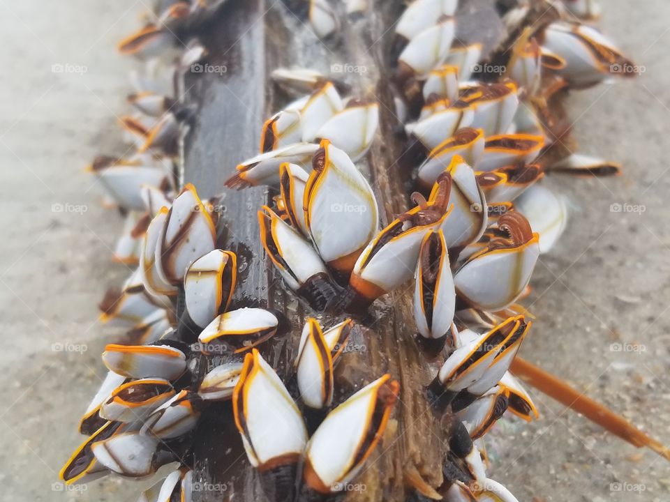 Driftwood