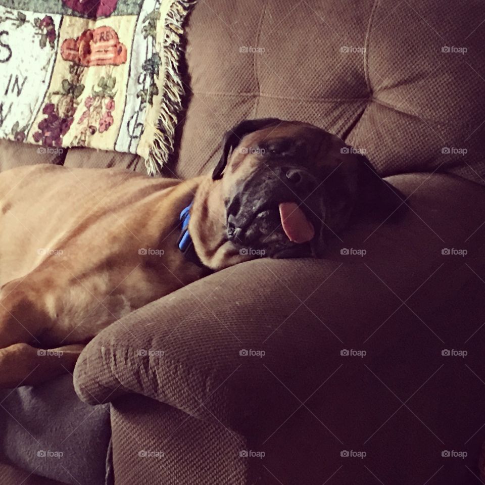 Mastiff exhaustion