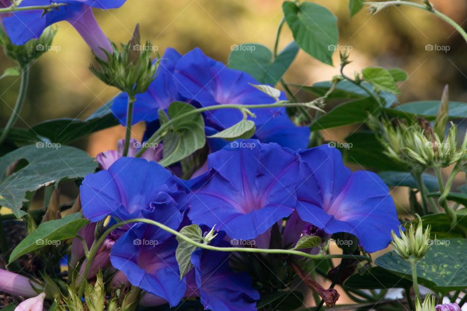 Wild flower/Flor silvestre.