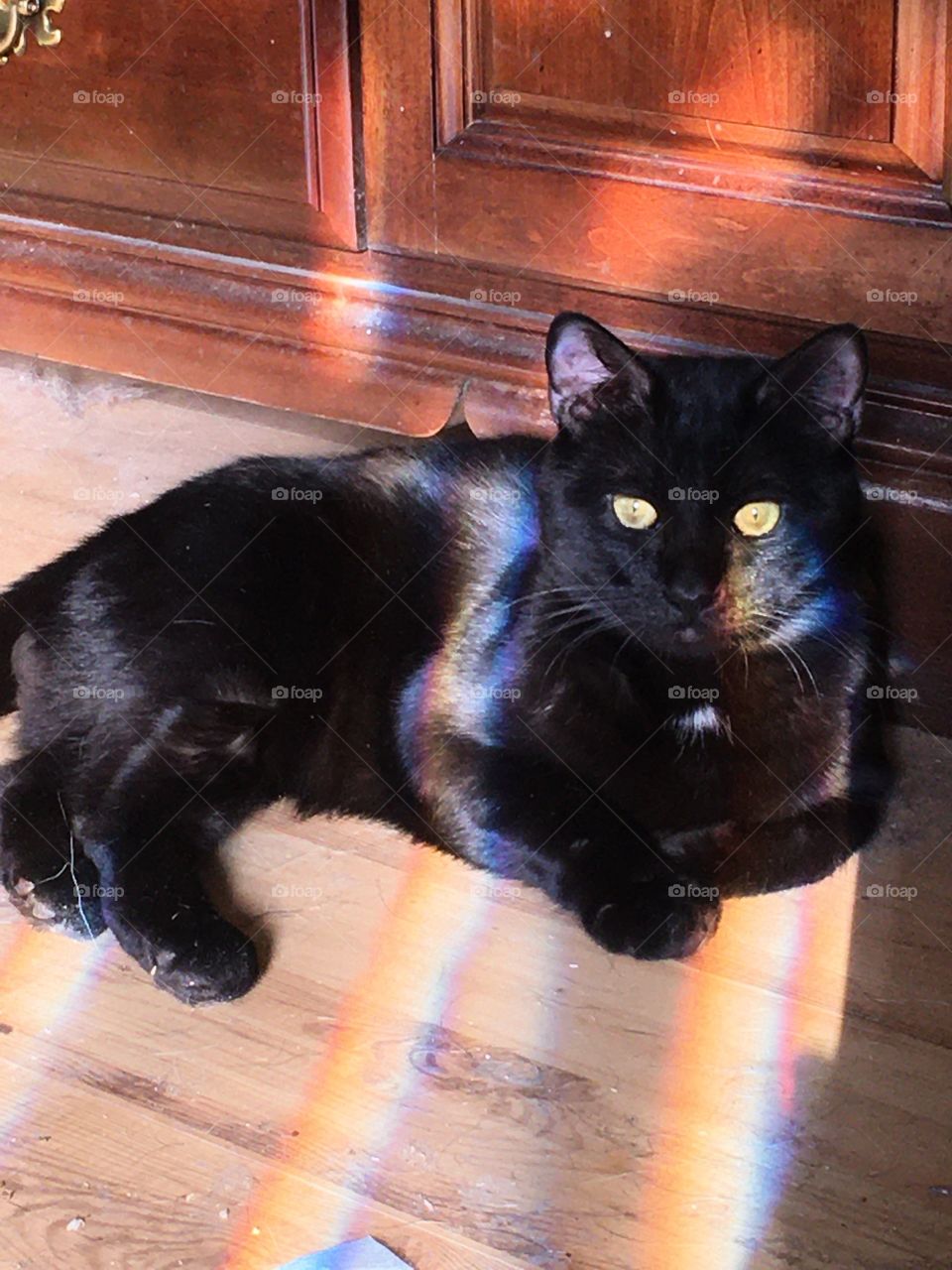 Beautiful black cat with yellow/green eyes, perfect for a spooky kitty. 