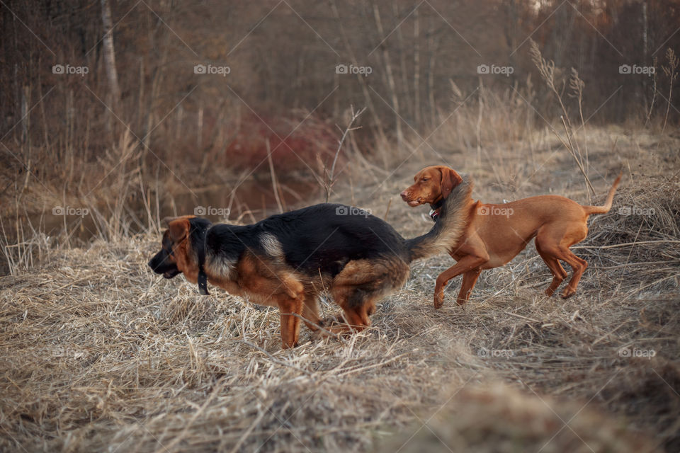 German shepherd young male dog playing with Hungarian vizsla dog outdoor at a spring evening