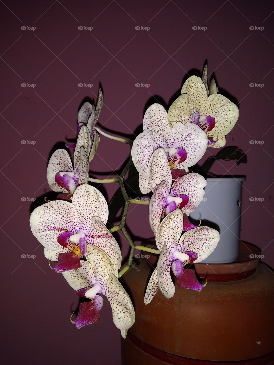 orquídea phalaenopsis