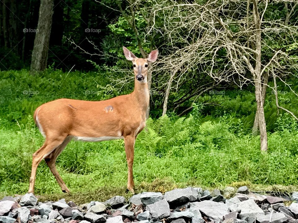 Deer Standing Tall