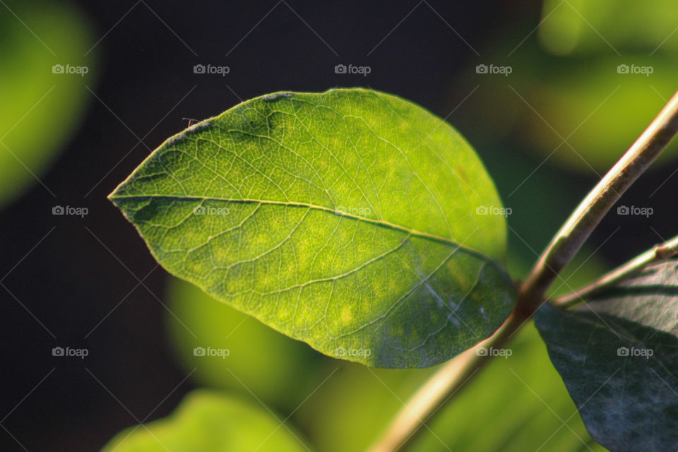 Leaf