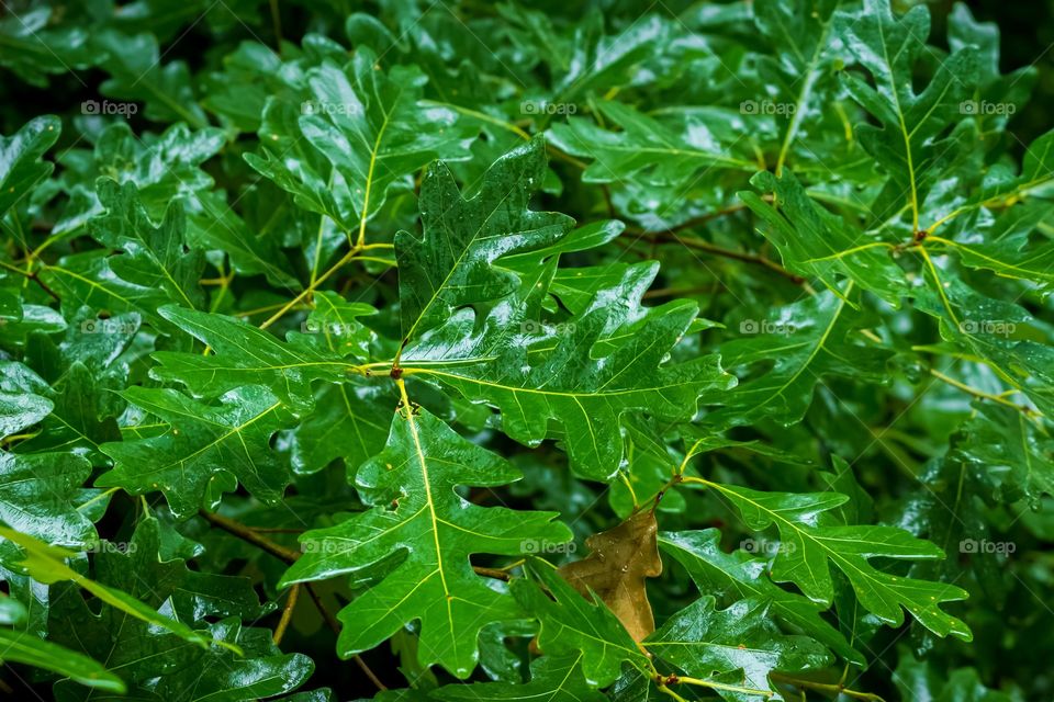 Just because the sun is not out doesn’t mean that Mother Nature doesn’t shine. White Oak. Raleigh, North Carolina. 