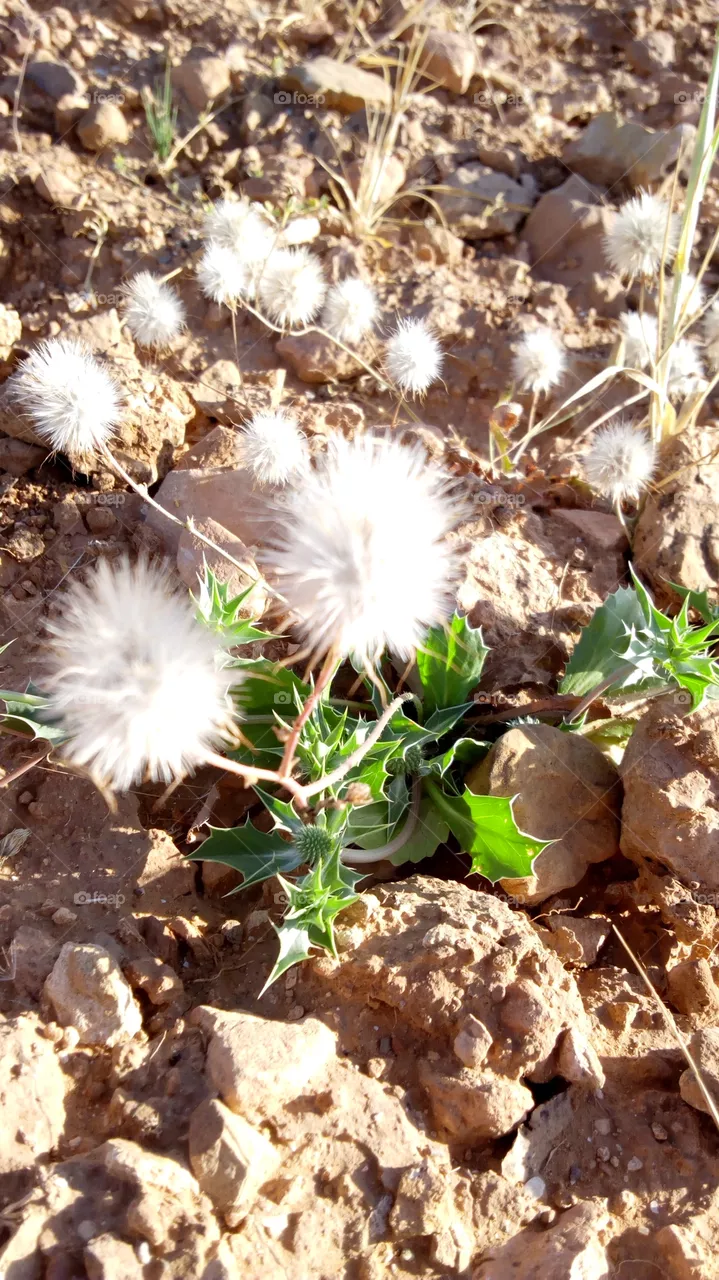 flower