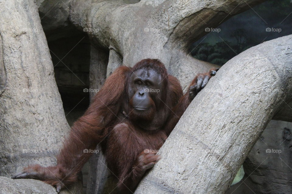 Ape at Henry Doorly Zoo and Aquarium Omaha Nebraska 