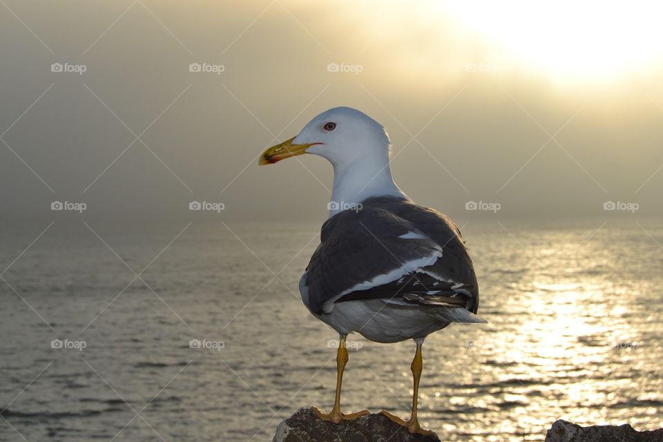 Portugal sunset bird