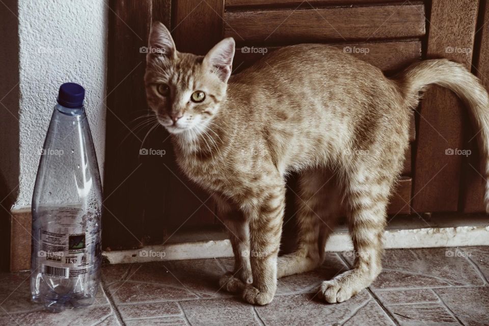 portrait of a curious cat