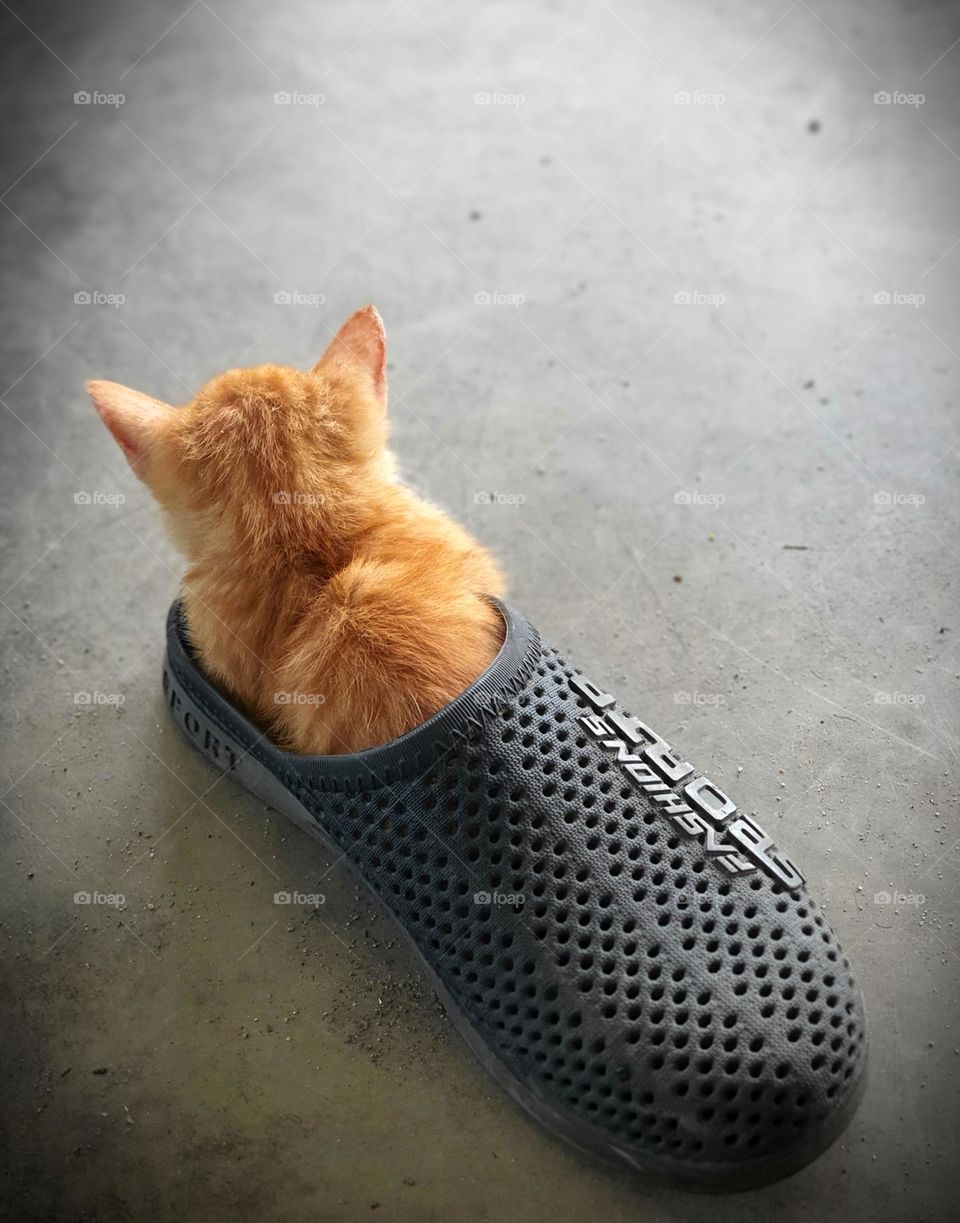 Puss in Shoes