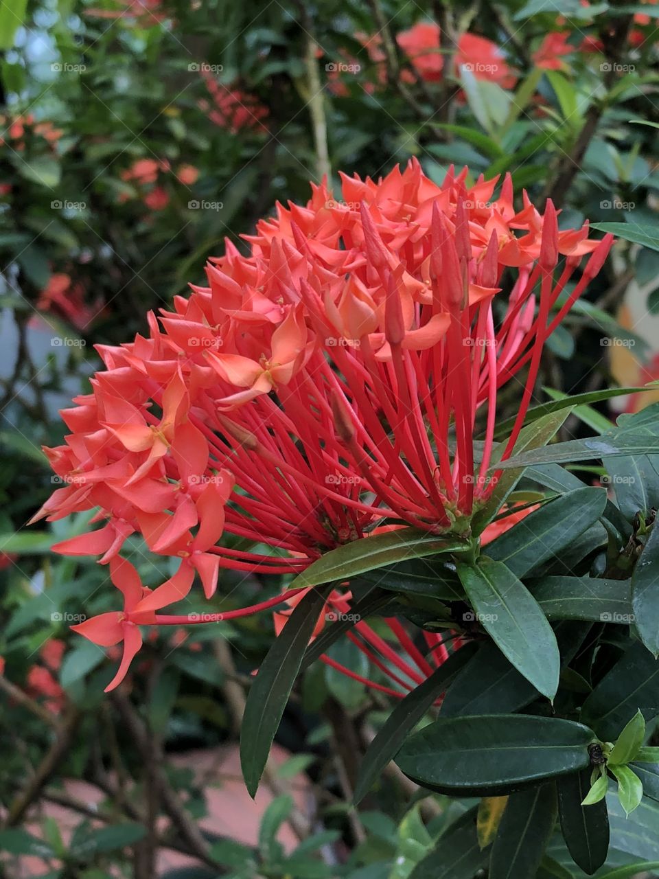 A close-up shot of these beautiful flowers from the inside of Key West’s Butterfly Conservatory! 