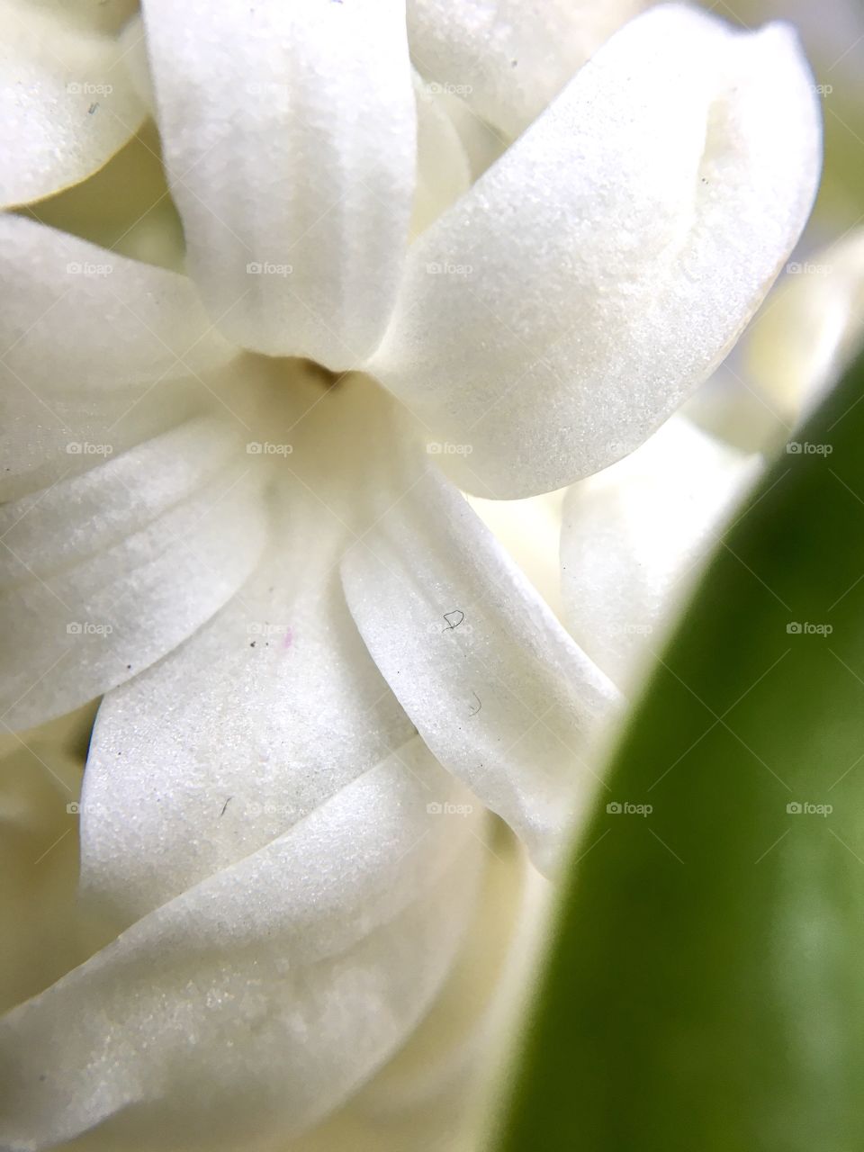 White hyacinth, macro photography 
