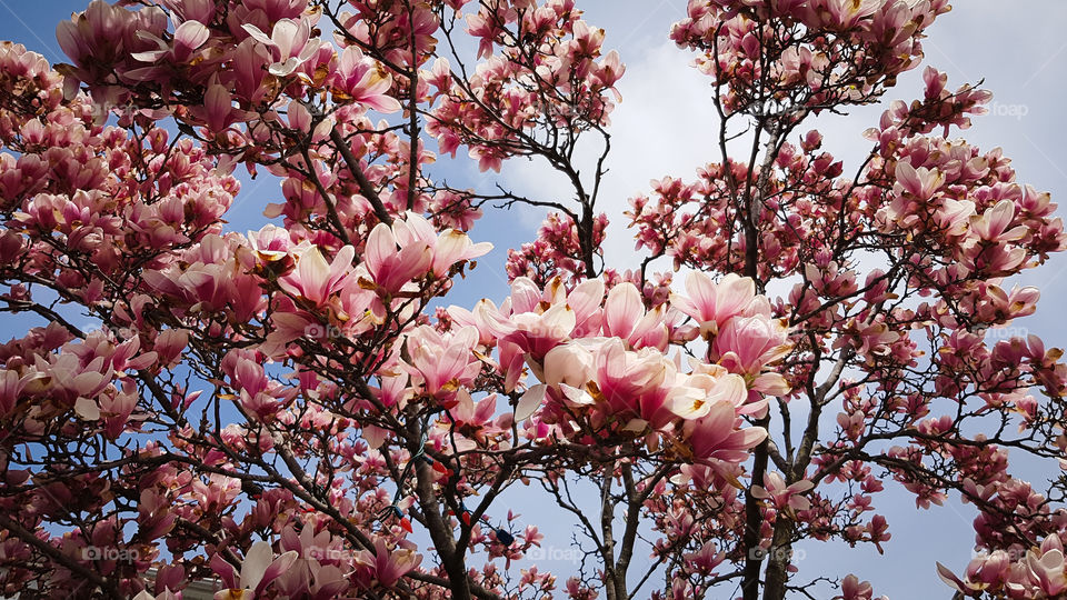 Magnolia in bloom