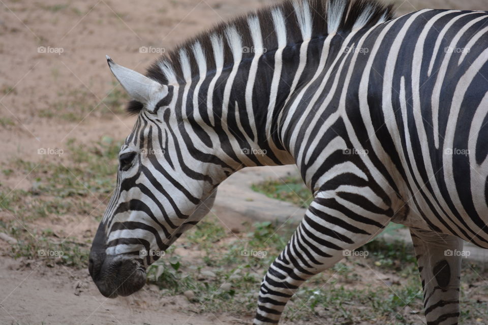 Close-up of a zebra