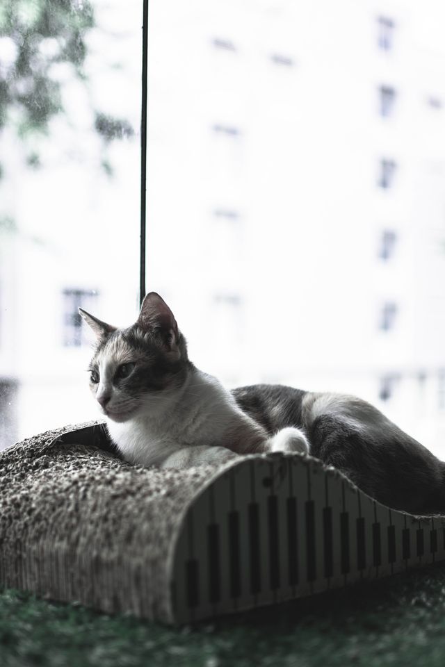 Cat in Contemplation
