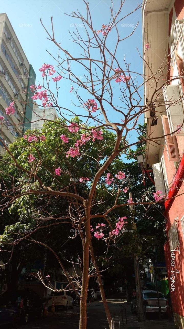 pink Flower tree in Copacabana