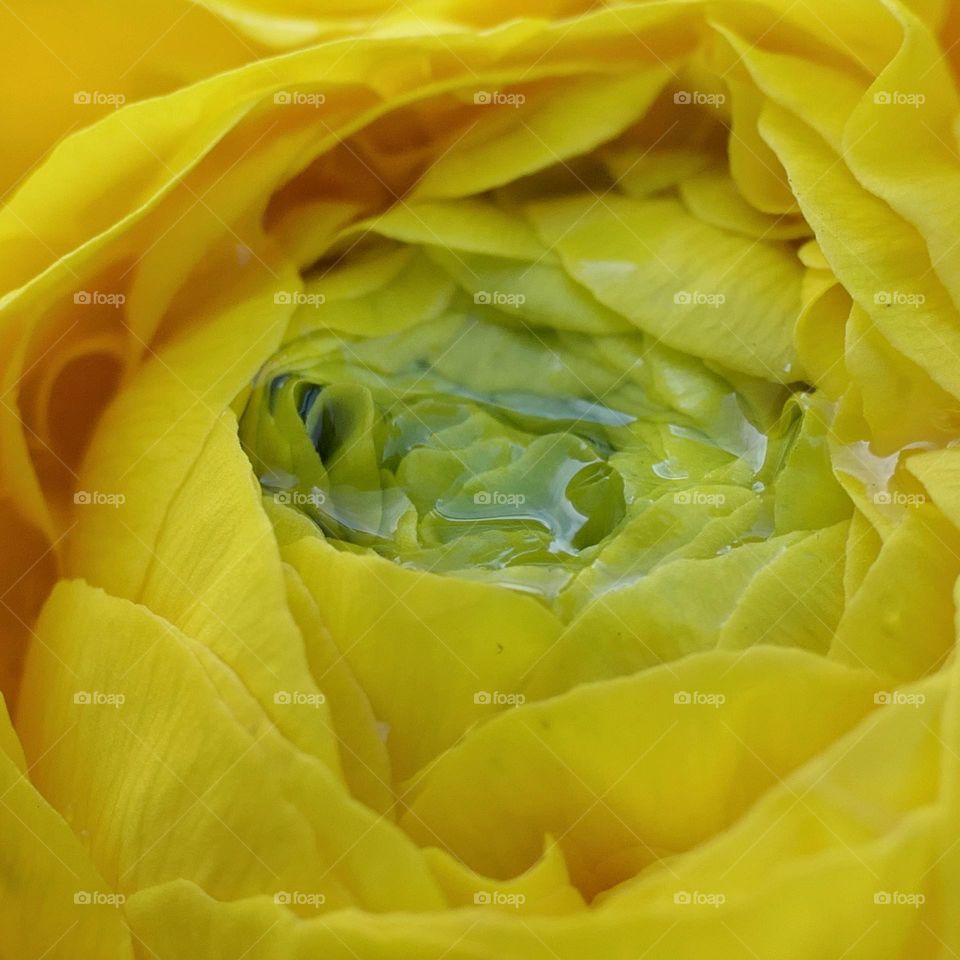 Close-up of a yellow flower (2)
