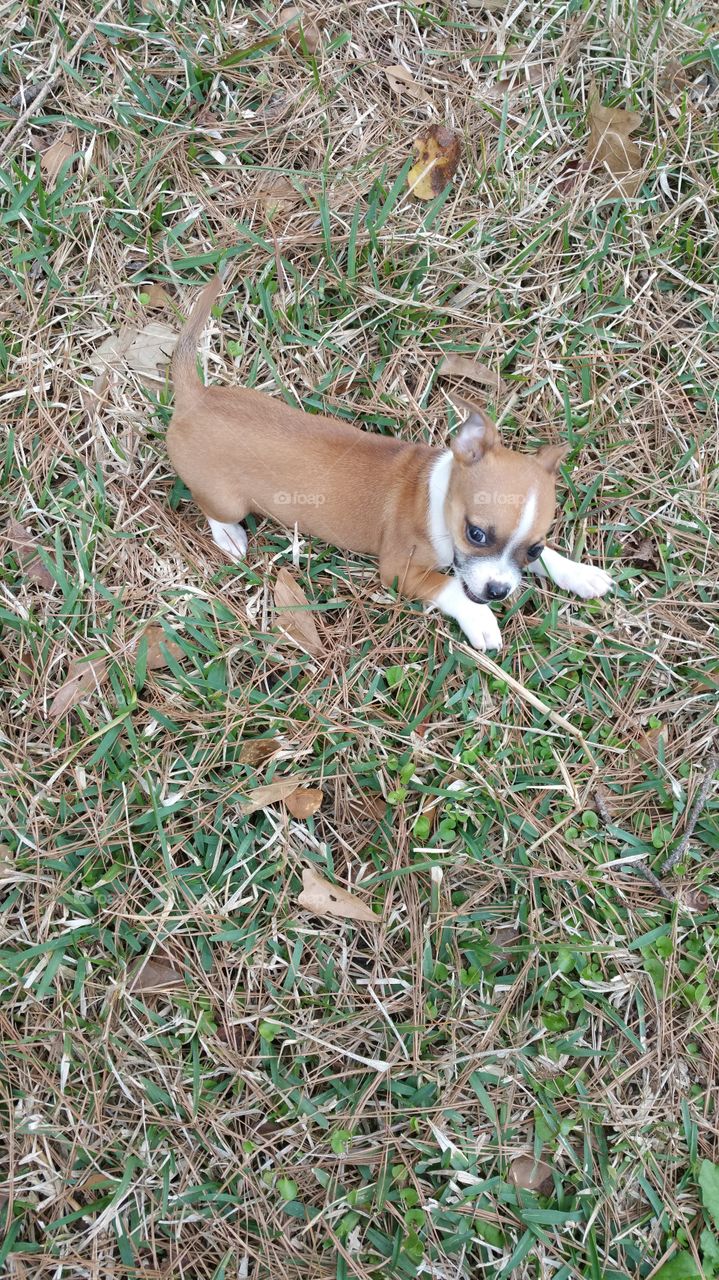 Chihuahua puppy