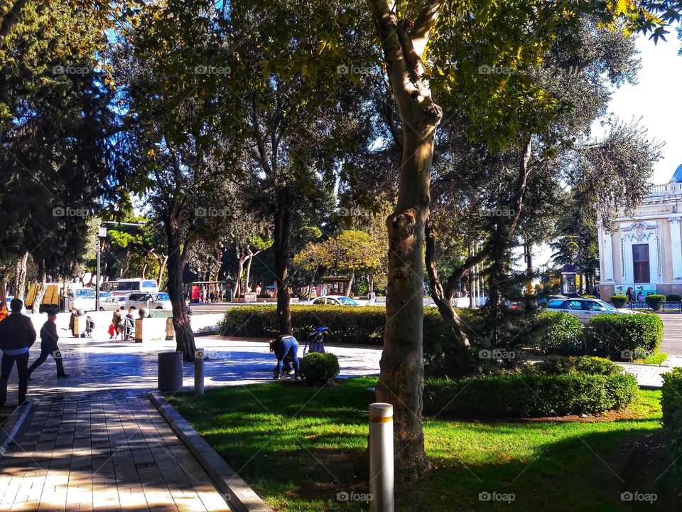 Tree, No Person, Garden, Park, Home