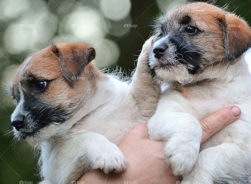 Two cute jack russell puppies