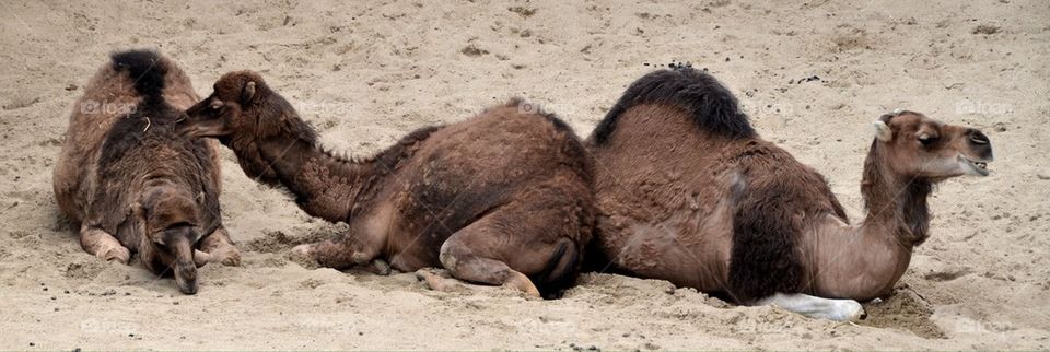 Three camels at the zoo of Antwerp.