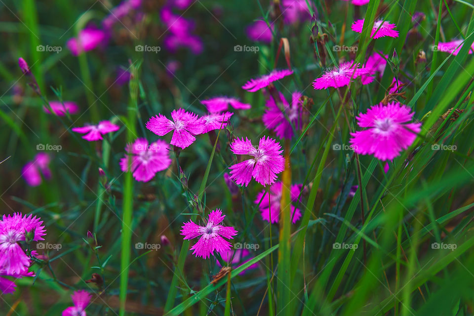 Wild flowers