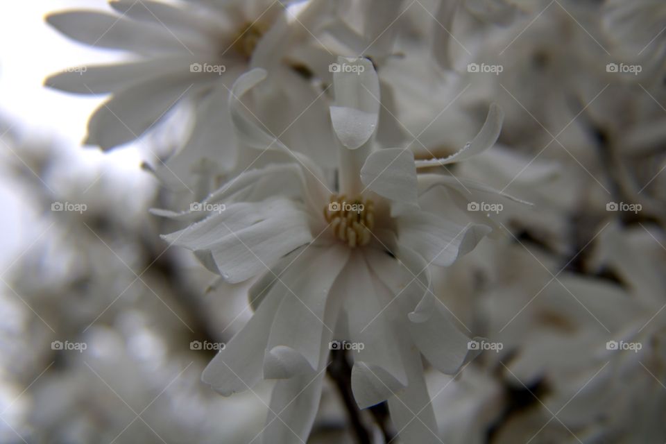 Magnolia Flowers Blooming in Early Spring