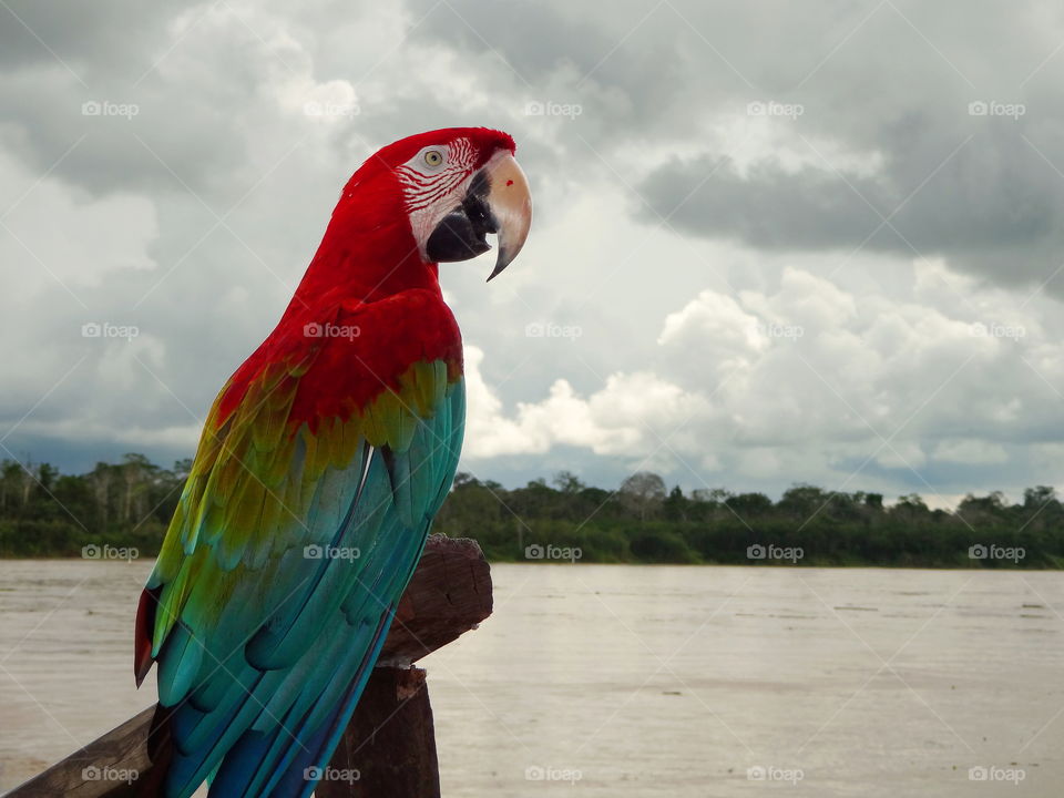 Green macaw parrot amazon river cloudy day