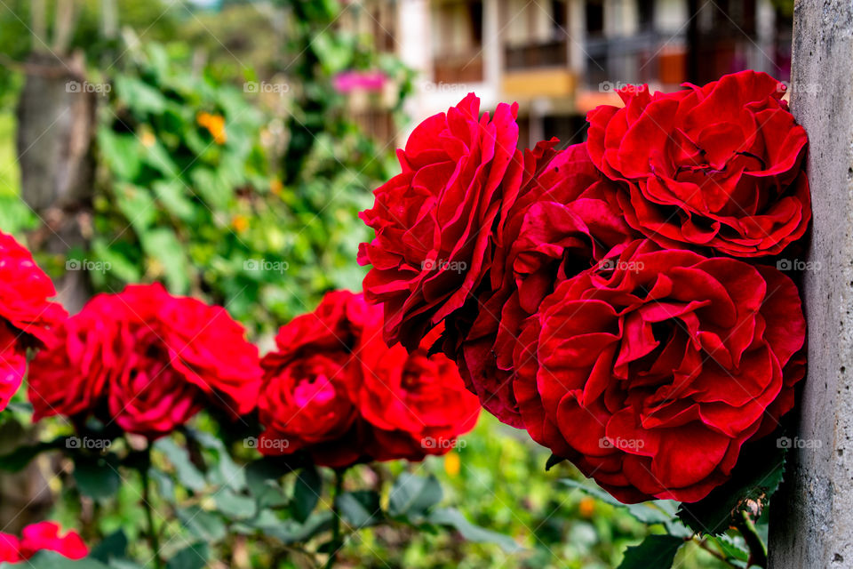 Red roses