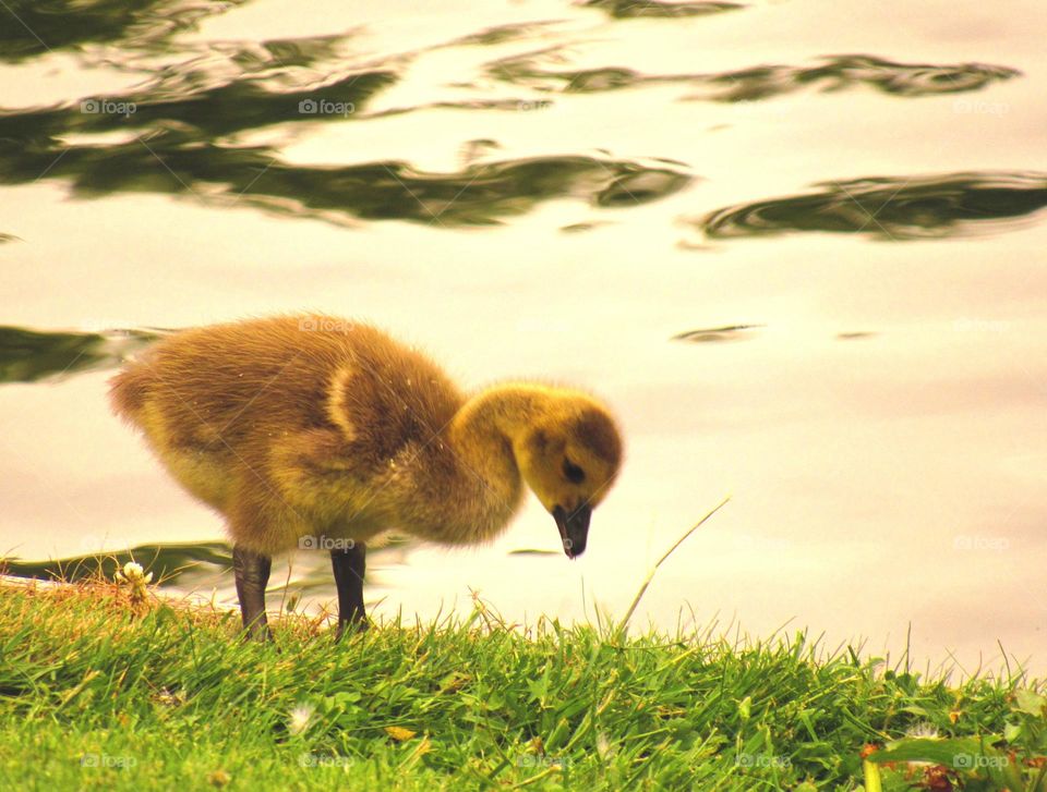 gosling