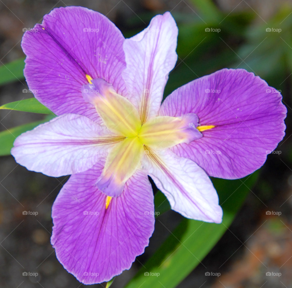 flower purple iris by lightanddrawing