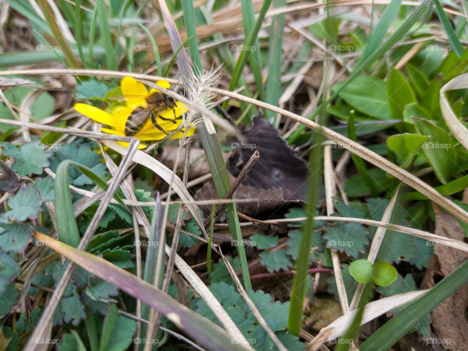 A honey bee on a yellow flower. Spring, March.