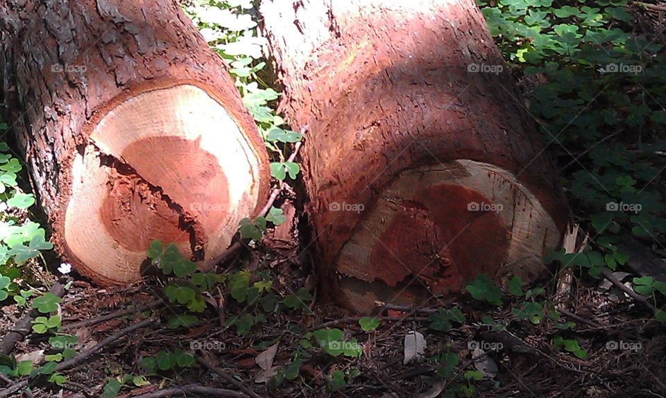 Natural Wood design under light