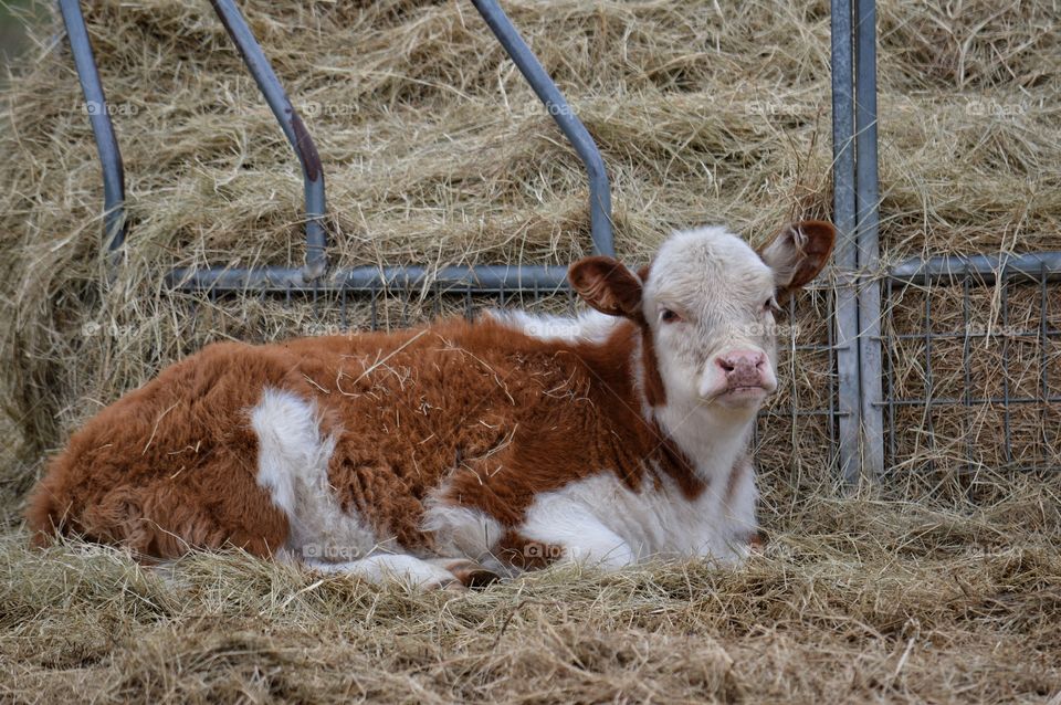 Calf resting om the grass