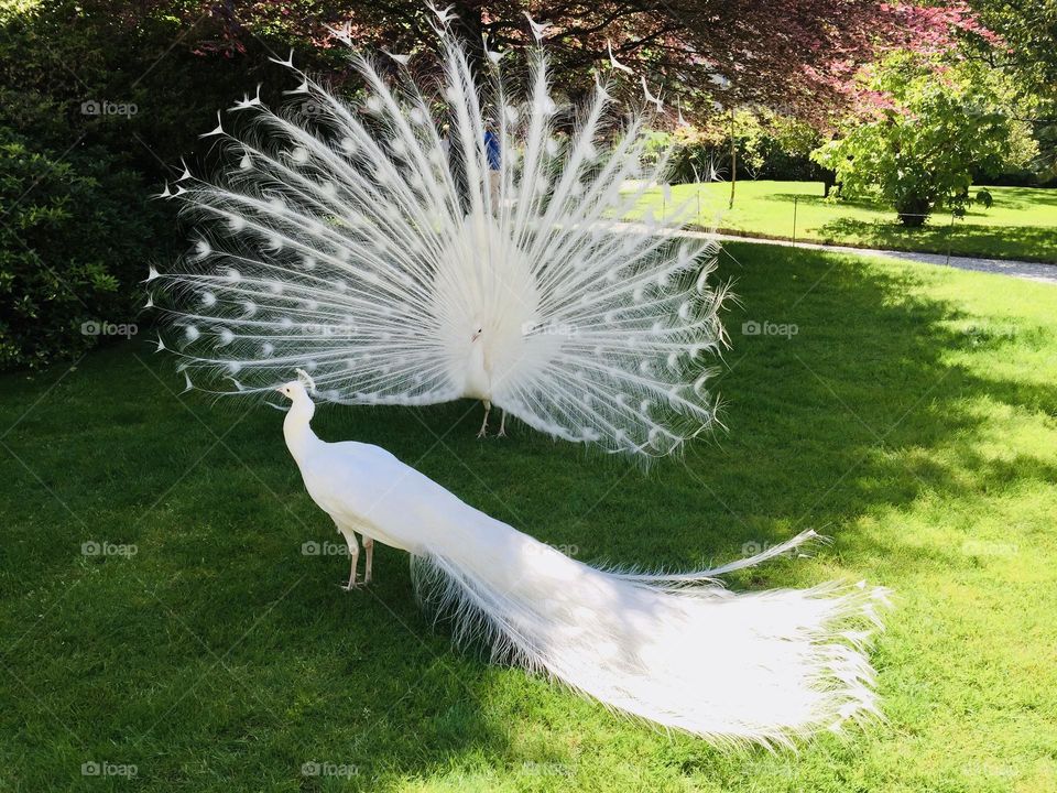 Couple of albino white peacocks, one of which opening his tail, spring time 