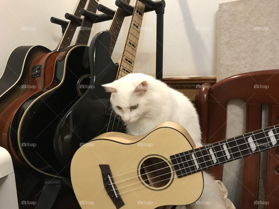 Cat playing guitar 