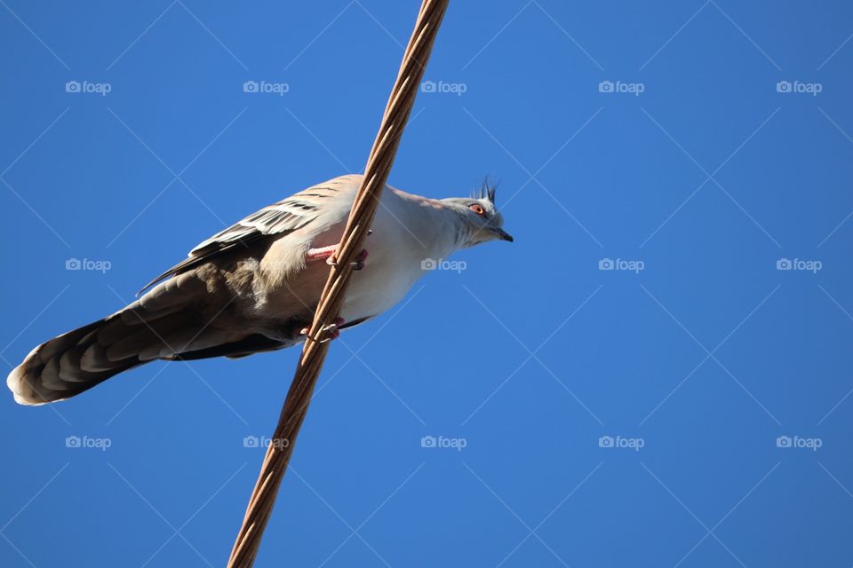 Pigeon perched high on telephone wire  looking down at camera set against vivid blue sky, minimalist space for text 