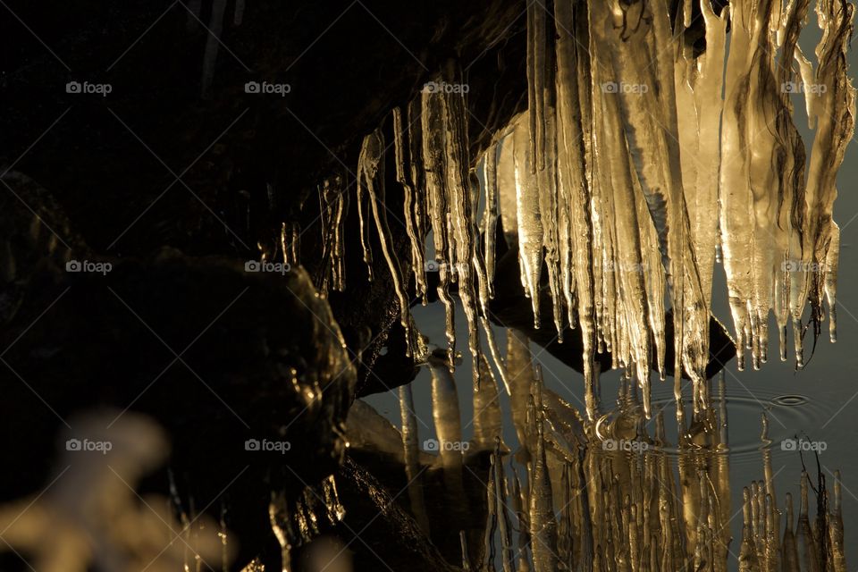 Icicles hanging on tree branch