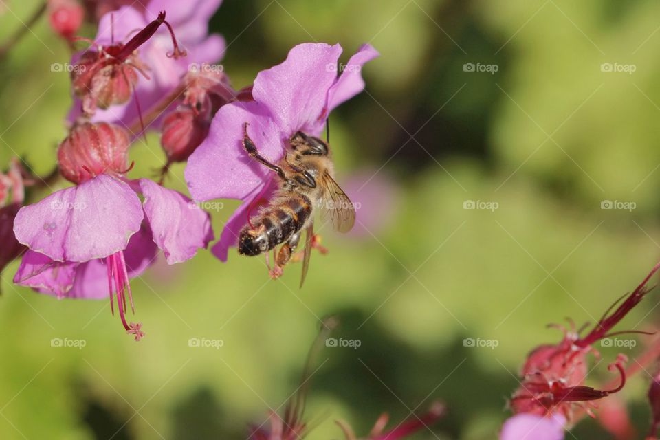 Bee Sucking Nectar From A Flower