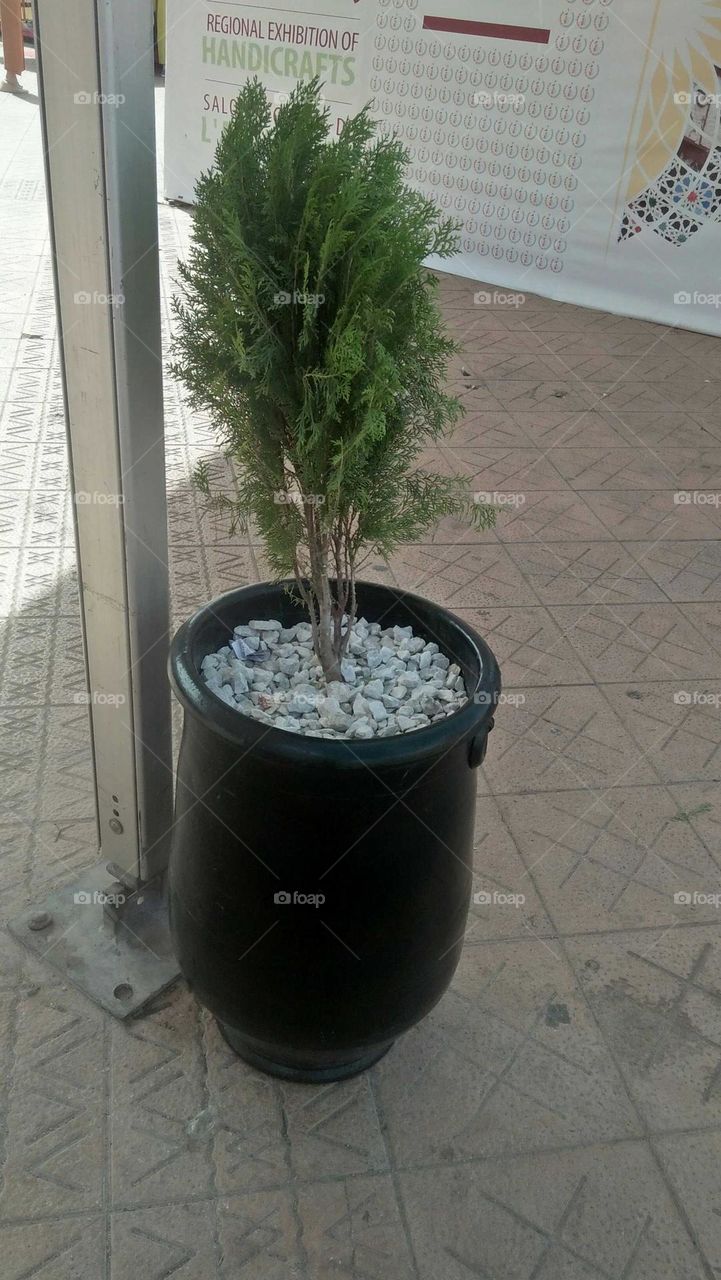 planting a tree.