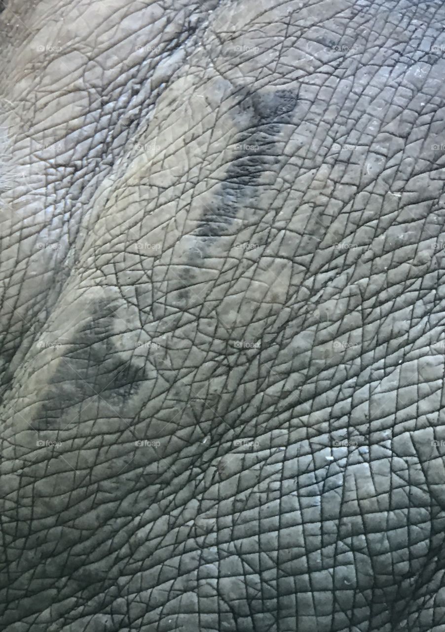 Hippo skin !!!