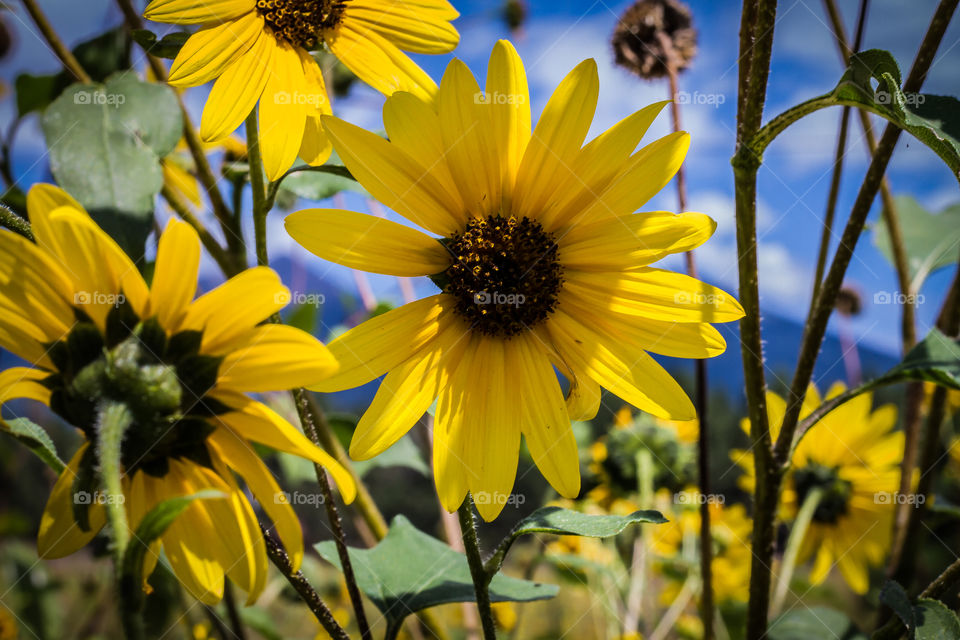 Sunflowers in Flagstaff