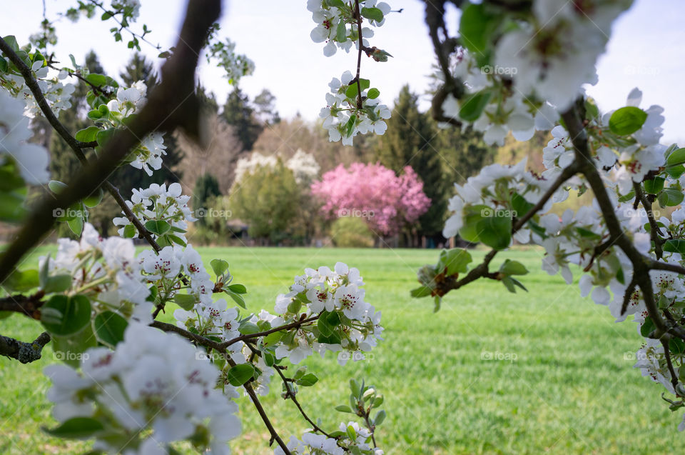 blossom branches like a window