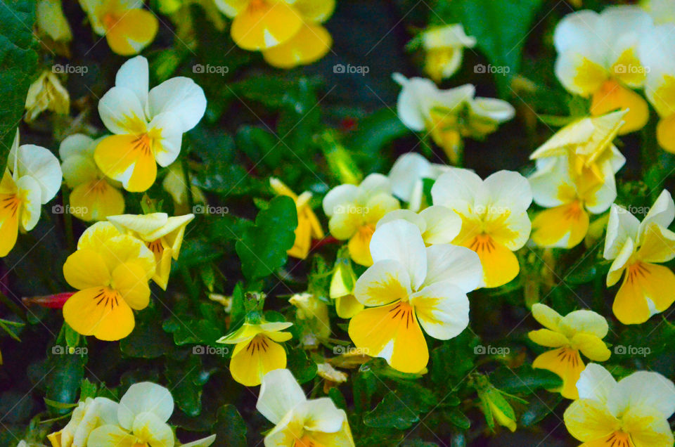 bouquet of flowers