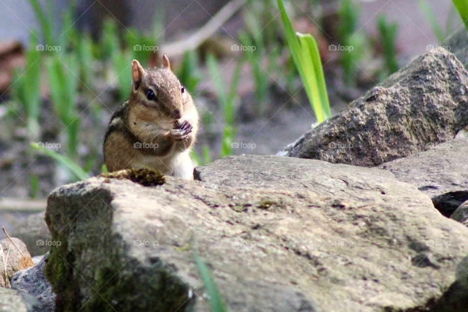 Chipmunk Sitting on a Rock