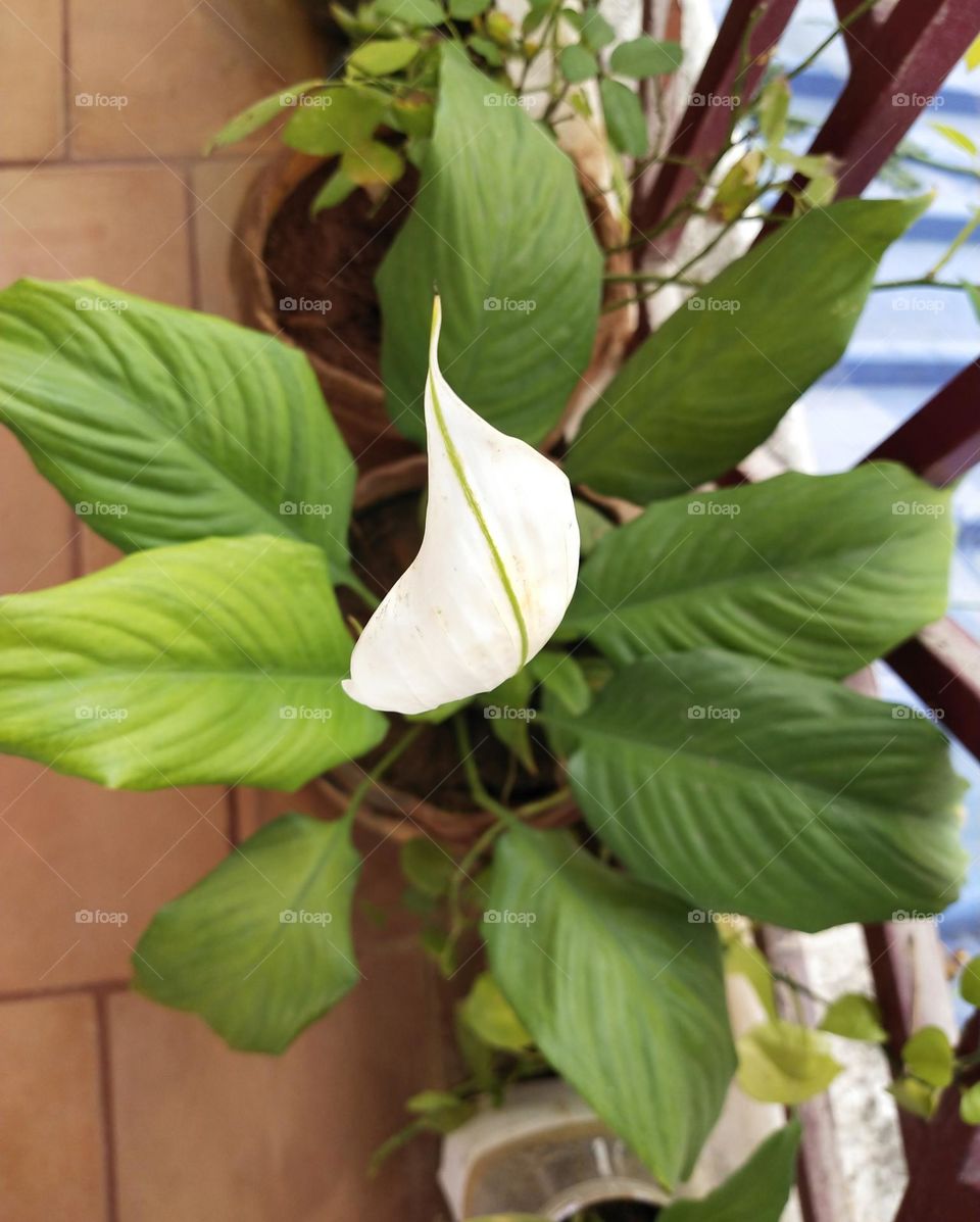 peace Lilly plant with flowers