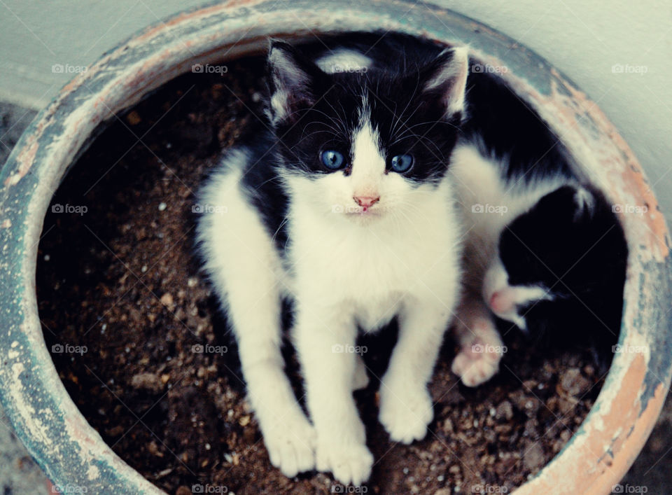 Two kittens in plant pot