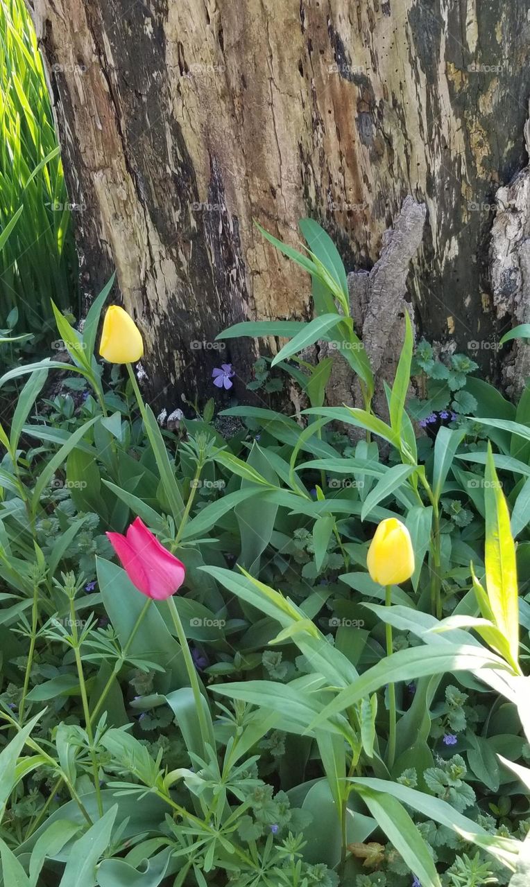 Tulips In My Front Yard