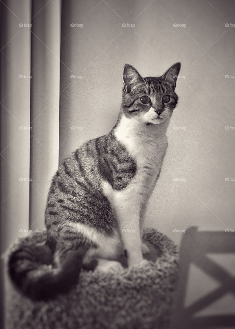 Regal Cat in Black and White 